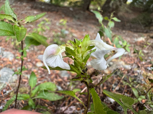 Pedicularis racemosa, photograph 2