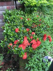 Ixora coccinea