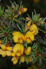 Pultenaea mollis