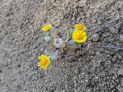 Eriophyllum wallacei