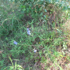 Delphinium carolinianum