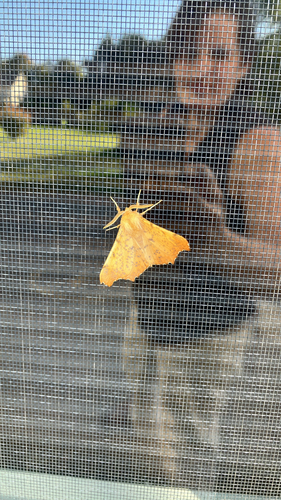 Maple Spanworm Moth