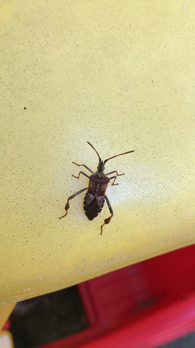 Western Conifer Seed Bug