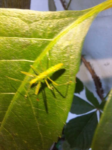 Pale Green Assassin Bug
