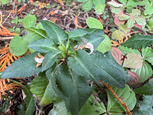 Pedicularis racemosa, photograph 1