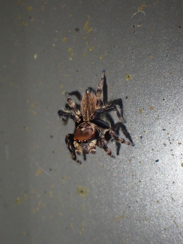White Banded House Jumper