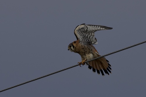 American Kestrel