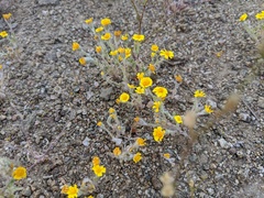 Eriophyllum wallacei