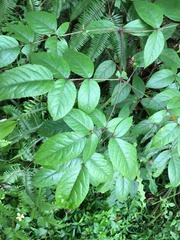 Aralia armata