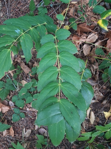 Cascade Oregon-grape
