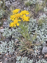 Hymenoxys richardsonii