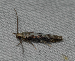 Coleotechnites florae