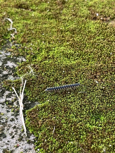 Long-flange Millipede