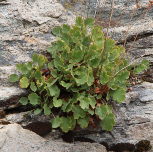 roundleaf alumroot