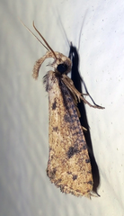 Acrolophus mortipennella