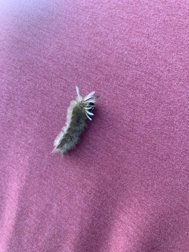 Banded Tussock Moth