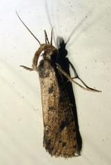 Acrolophus mortipennella