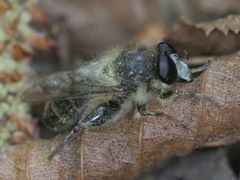 Criorhina pachymera
