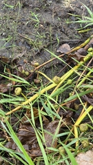 Sagittaria latifolia, photograph (c) Carter Ertel, some rights reserved (CC BY)