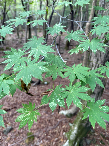 Korean maple