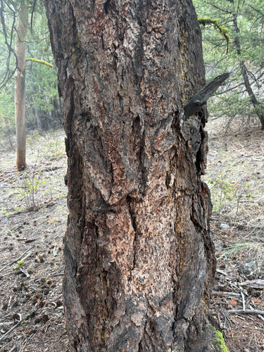 Douglas-fir