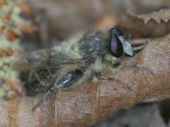 Criorhina pachymera