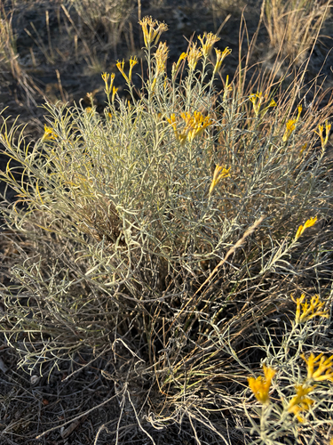 Rubber Rabbitbrush