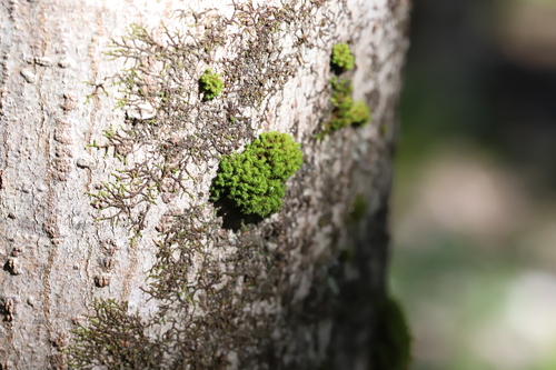 Ulota crispa observed 2026-09-24