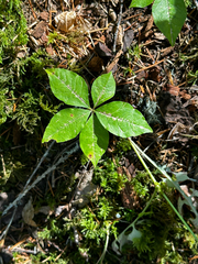Lysimachia latifolia, photograph (c) rosaceae_roberts, some rights reserved (CC BY)