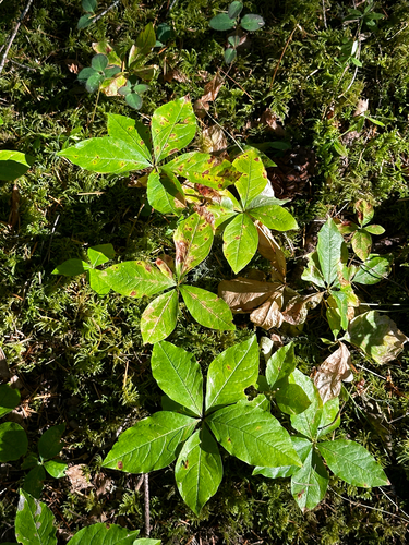 Lysimachia latifolia