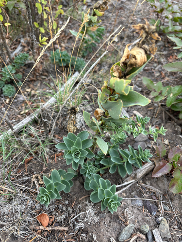 Balkan toadflax