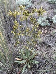 Eriogonum alatum