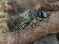 Criorhina pachymera