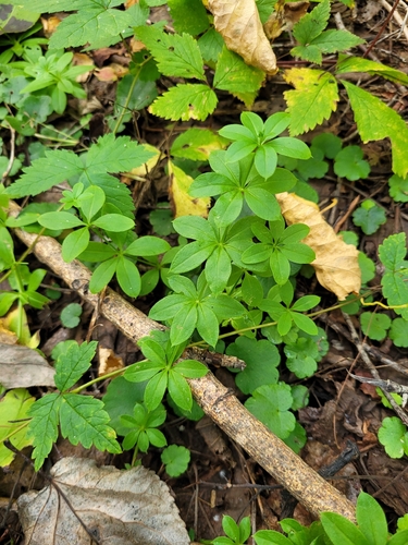 Galium triflorum, photograph 3