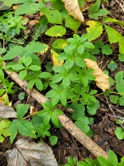 (c) Robyn Perkins, some rights reserved (CC BY) Galium triflorum, photograph (c) Robyn Perkins, some rights reserved (CC BY)