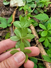 (c) Robyn Perkins, some rights reserved (CC BY) Galium triflorum, photograph (c) Robyn Perkins, some rights reserved (CC BY)