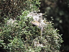 Chlorophonia elegantissima