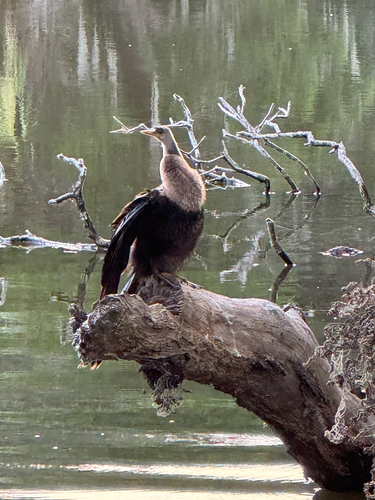 Anhinga
