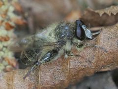 Criorhina pachymera