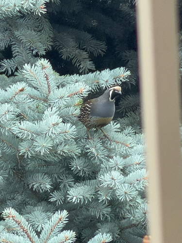 California Quail