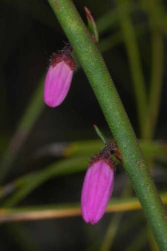 Image of Tetratheca stenocarpa by (c) Chris Lindorff, some rights reserved (CC BY)