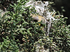 Chlorophonia elegantissima