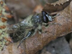 Criorhina pachymera