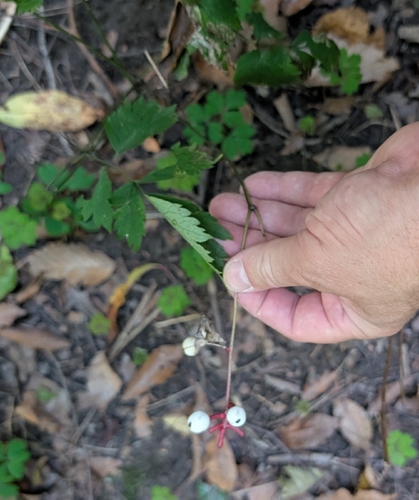 Actaea pachypoda, photograph 3