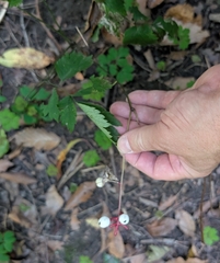 Actaea pachypoda, photograph (c) Alan Prather, some rights reserved (CC BY)