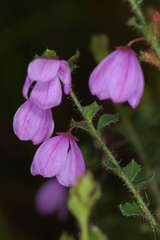 Tetratheca labillardierei