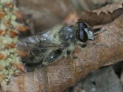 Criorhina pachymera
