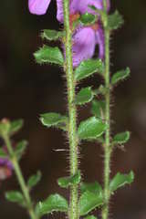 Tetratheca labillardierei