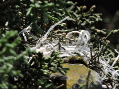 Chlorophonia elegantissima