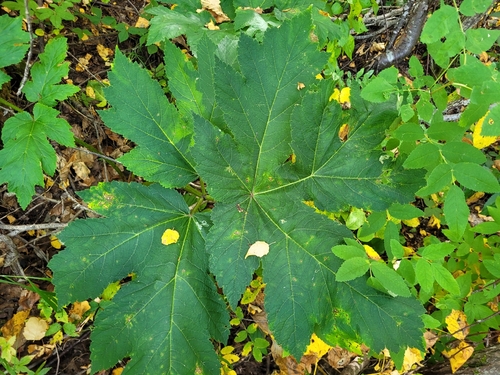 Heracleum maximum, photograph 5